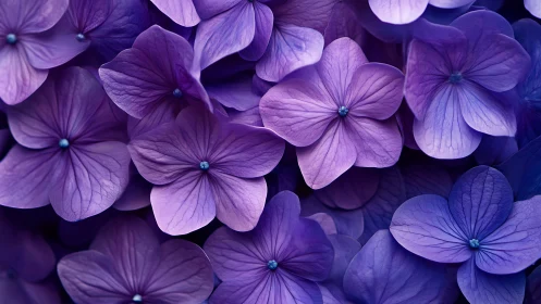 Purple Hydrangea Blooms Close-up Composition.
