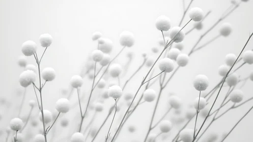 White spherical blossoms align along thin stems in foggy light