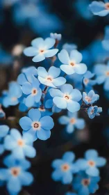 Delicate Blue Forget-Me-Nots Bloom in Soft Focus Garden Light