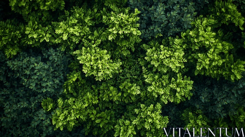 Aerial canopy study with layered emerald foliage patterns.