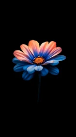 Gradient Gerbera Daisy with Coral-to-Cyan Chromatic Transition