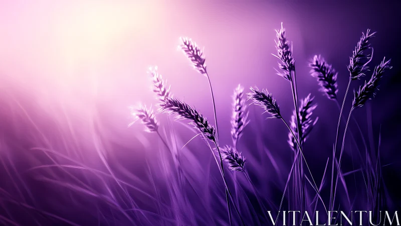 Purple backlit grass stalks in soft shallow focus field.