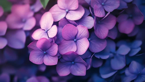 Purple and Pink Hydrangea Flowers with Gradient Bokeh Background