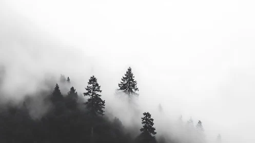 Foggy conifer hillside with trees fading into white mist.