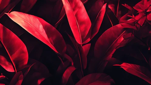 Red tropical leaves on dark background in bold contrast.