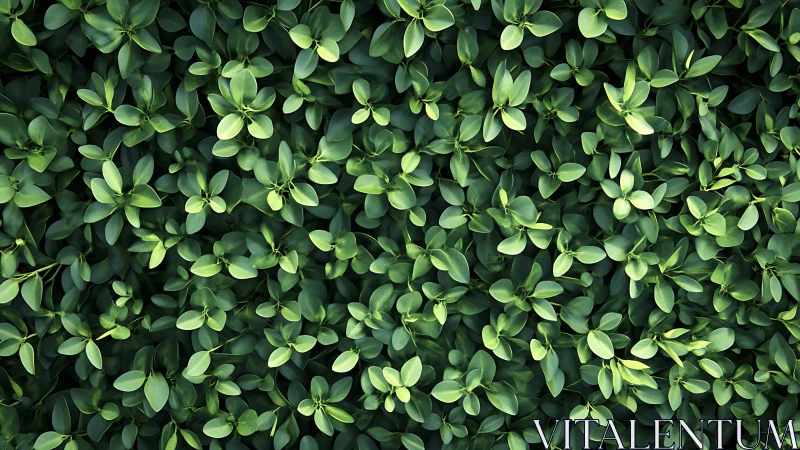 Dense top view foliage pattern shows clustered green leaves