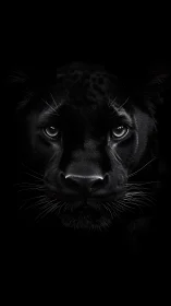Black Panther Frontal Portrait: High Contrast Monochromatic Feline Study
