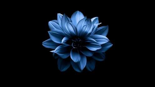 Blue Dahlia Against Black: Luminous Petals in Dramatic Isolation.