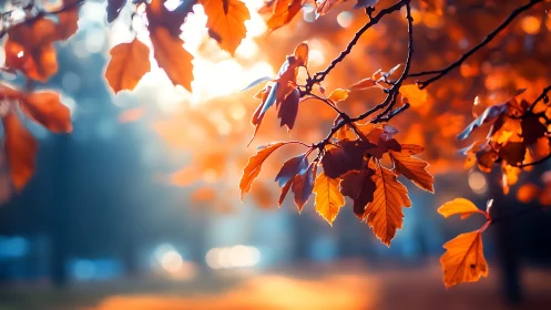 Golden autumn leaves glow softly in warm evening light