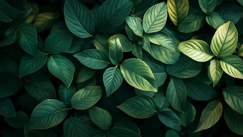 Lush green foliage in soft directional sunset light.