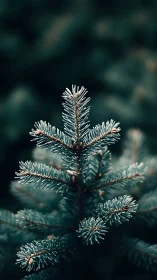 Selective focus isolates blue spruce branch in muted bokeh field