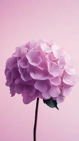 Pink Hydrangea Bloom Against Soft Pink Background.