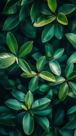 Macro foliage study with glossy green elliptic leaves