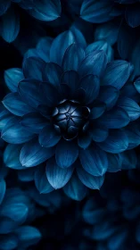 Midnight Blue Dahlia Bathed in Ethereal Light.