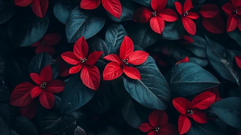 Macro floral composition with vermillion poinsettia petals and teal foliage
