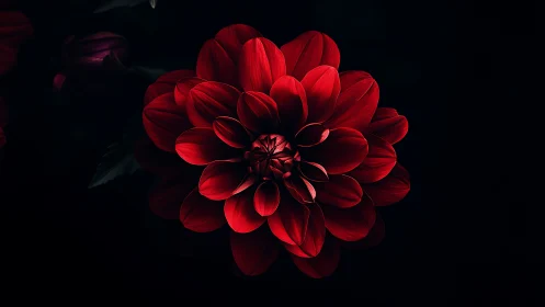 Deep Crimson Dahlia Bloom Against Pure Black Void With Dramatic Backlighting