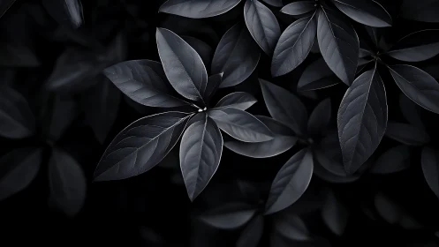 Dark glossy leaves form radial cluster under soft light