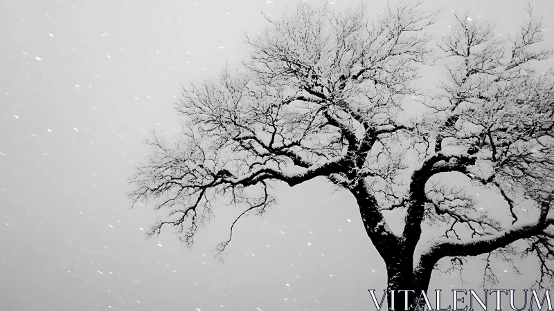 Snow-laden winter tree captured in minimalist monochrome