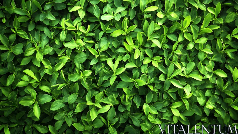 Lush green foliage pattern under soft diffused daylight.