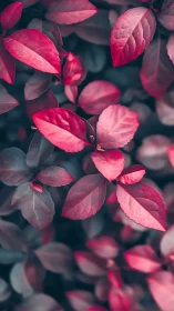Crimson foliage rendered in cool-toned, shallow-depth macro study