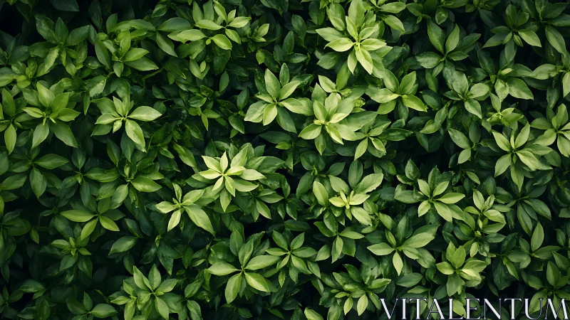Lush green leaf blanket offering calm, nature soaked comfort.