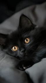 Black Cat with Amber Eyes Resting on Soft Fabric