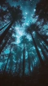 Forest Canopy at Night with Starlight.
