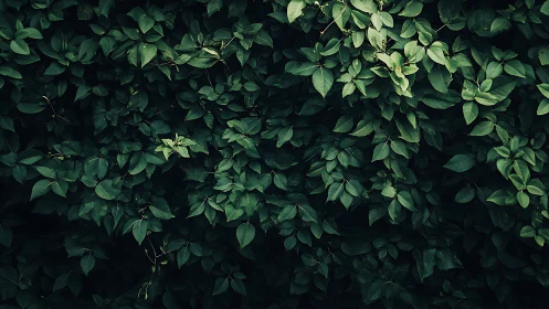 Midnight emerald leaf wall breathing quiet forest whispers.