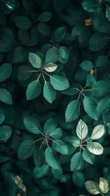 Emerald leaves unfold in soft light to create calming focus