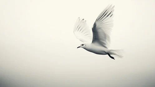 Minimalist monochrome seagull gliding through open sky.