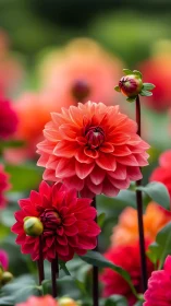 Coral and Crimson Dahlias in Full Bloom.