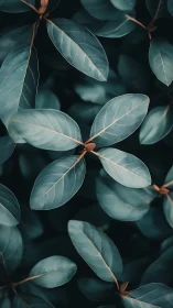 Close-up foliage pattern with teal-toned elliptical leaves.