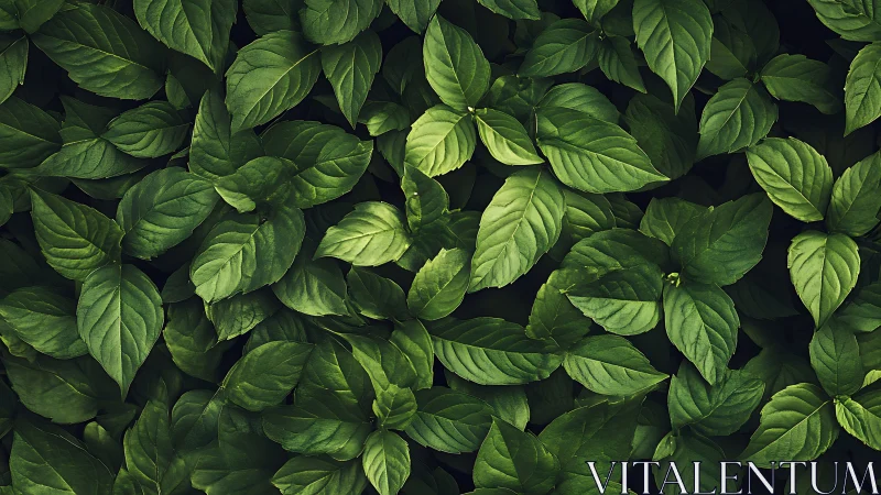 Dense overhead pattern of overlapping green basil leaves.