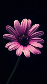 Radiant Daisy in Soft Magenta Bloom.