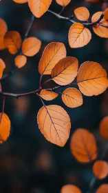 Autumn orange leaves in sharp focus against dark background.