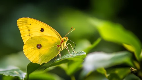 Yellow butterfly macro study on glossy green foliage.