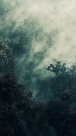 Emerald canopy swallowed by wandering mountain mist.