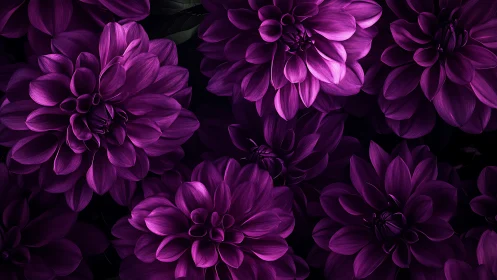 Luminous Dahlias: Purple Petals Glowing in Darkness.