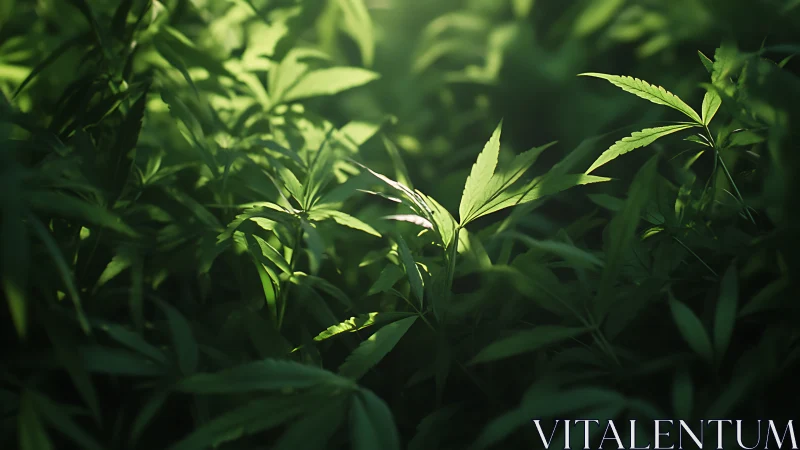 Sunlit cannabis leaves emerging from deep green shadows.