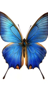Brilliant blue butterfly opens delicate wings in quiet grace