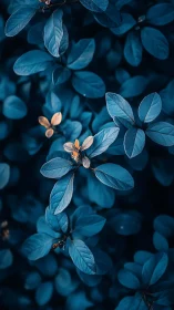 Blue-toned foliage with small contrasting golden leaves.