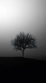 Monochrome minimalist tree silhouette on fog-drenched hillside.