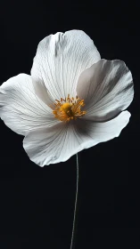 White anemone flower against dark background.