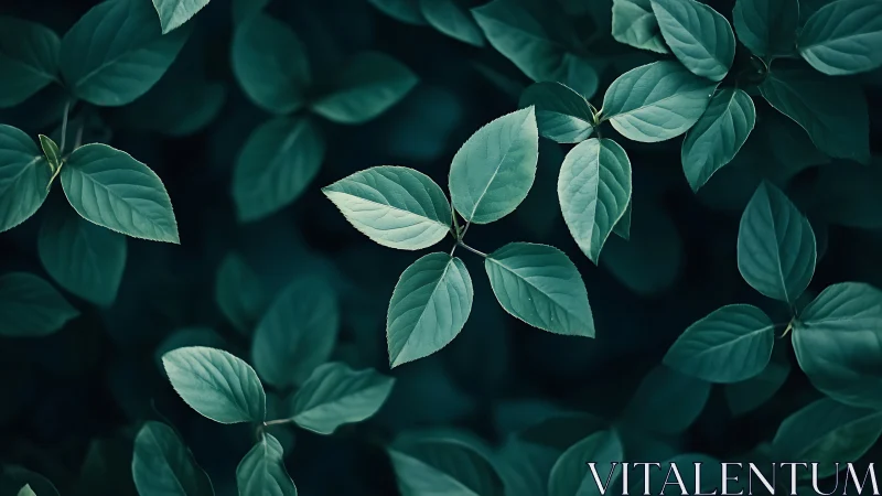 Chlorophyll geometry under low-key diffuse forest lighting.