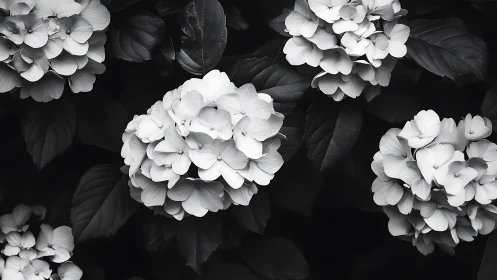 High-contrast monochromatic hydrangea clusters rendered in chiaroscuro with volumetric spatial arran