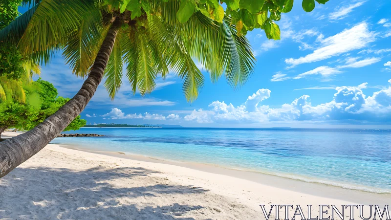 Tropical Beach with Palm Tree and Clear Ocean