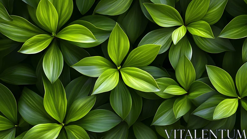 Lush green foliage forms layered radial leaf patterns