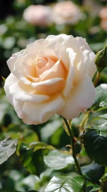 Cream rose in garden light rendered with soft-focus bokeh