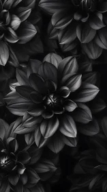 Black and white photograph of layered dahlia blooms arranged vertically