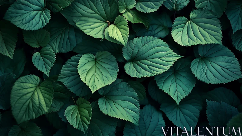 Dense green heart-shaped leaves form layered botanical pattern